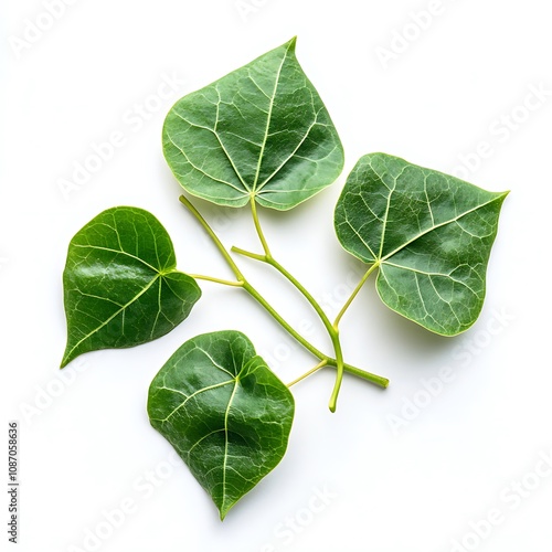 giloy leaf isolated on a white background, close up photo