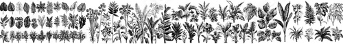 The leaf plants, tropical green leaves, branches of flowers and ferns are all set atop a white background in a flat modern illustration. Fern, ficus and flowers are lit from within the illustration.