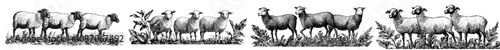 Sheep grazing on pasture. Domestic herd at the countryside. Livestock grazing on grass and feeding on rural fields. Flat modern illustration isolated on white.