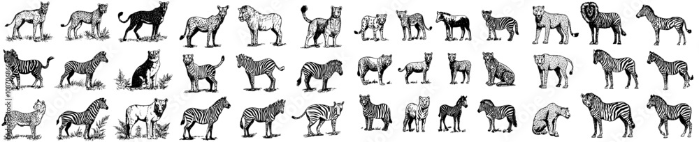 Naklejka premium The Apex Predator Apps, Websites Ui Designs Can Be Used For Large-Cat, Carnivore, Wildlife, Apex-Predator, Spotted-Hyena Business Infographic Elements Logo Modern Illustration.