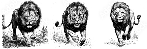 It is cut out of a lion and has a transparent background.