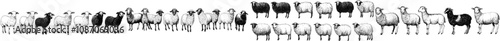 Modern sheep silhouettes set, isolated background, set of modern silhouette design