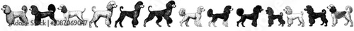 Silhouettes of poodles in modern silhouette design over an isolated background