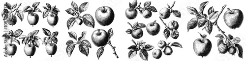 Black and white drawing of a set of apples with leaves, including whole fruits and slices, classic designs and nature themes. Scratch board imitation.