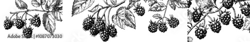 A seamless pattern of blackberries and raspberries. Hand-drawn modern illustration of berries on a branch.