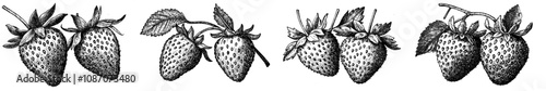 Ink sketch of blackberry fruit. Contemporary illustration in an engraving style.