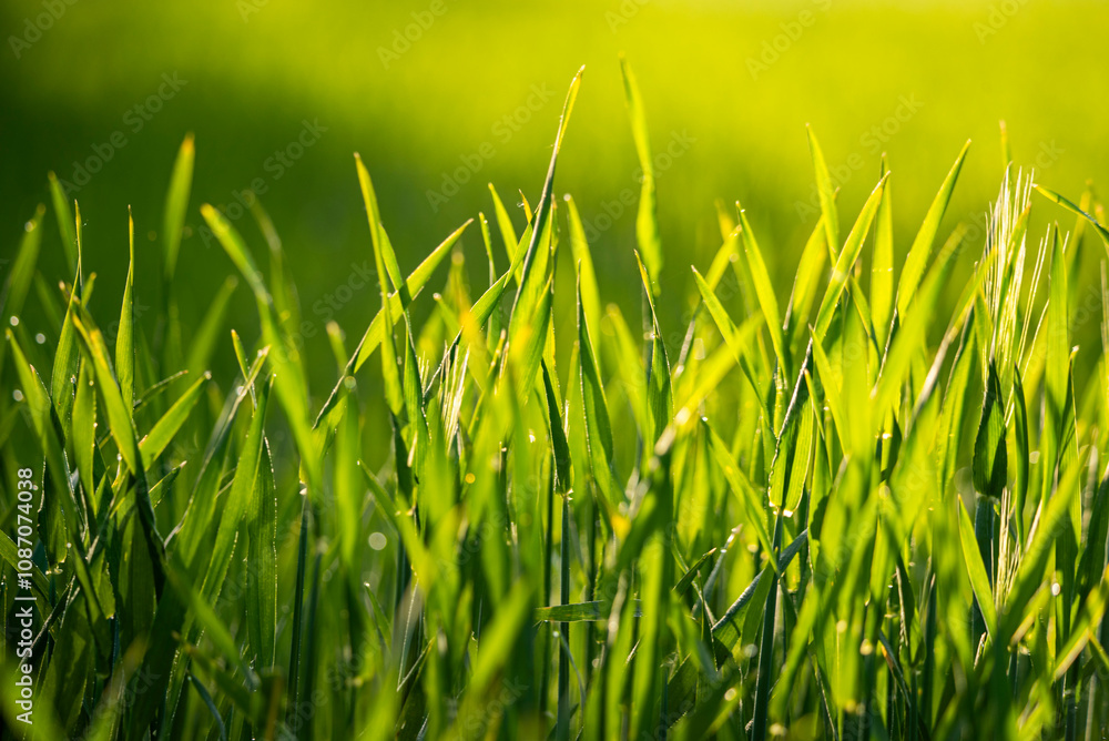 Fototapeta premium Kłosy trawy