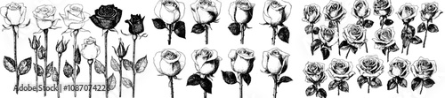 Hand drawn ink sketches of roses. Modern engraving style illustration.