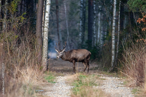 Fototapeta Naklejka Na Ścianę i Meble -  Jeleń byk na ścieżce w lesie