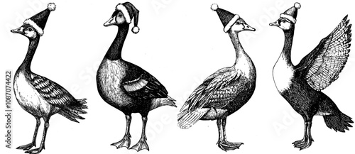 Vintage engraving isolated duck set dressed in santa costume sketch. Farm bird background silhouette. Black and white illustration.