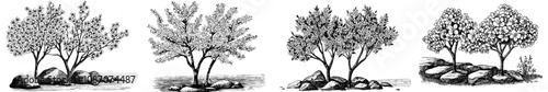 An elegant hand drawn ink sketch of a sakura tree landscape and engraved style modern illustration.