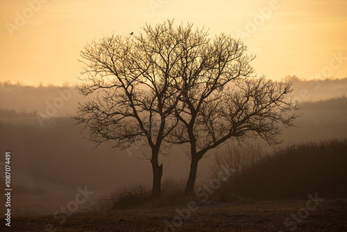 Wallpaper Mural Wschód słońca na polach Torontodigital.ca
