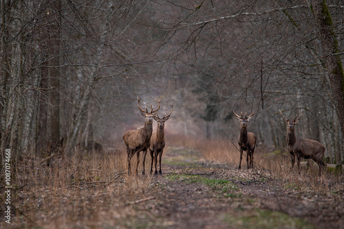 Fototapeta Naklejka Na Ścianę i Meble -  Jelenie w lesie
