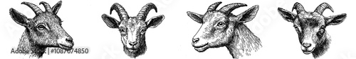 An ink sketch of a goat head. The logotype is engraved in a modern style with an engraving style.