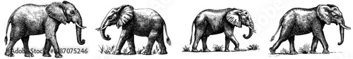 African bishop background animal silhouette art. A vintage engraving isolated elephant set illustration ink sketch.
