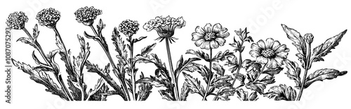 A set of leaf, foliage wildflowers, plants, bloom, leaves and herbs. A hand-drawn spring season design of blossom for decor, website, graphic, and art.