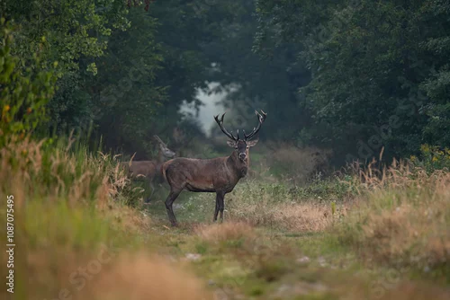 Fototapeta Jeleń szlachetny w lesie, jesień
