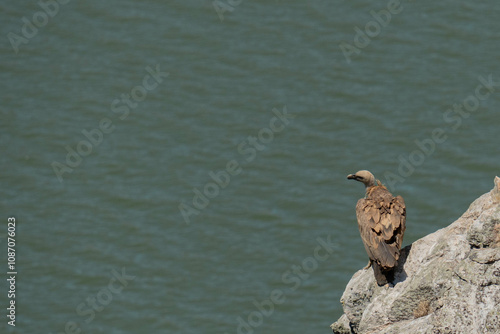 buitre en una roca