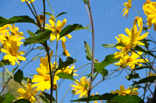 Yellow flowers and blue sky