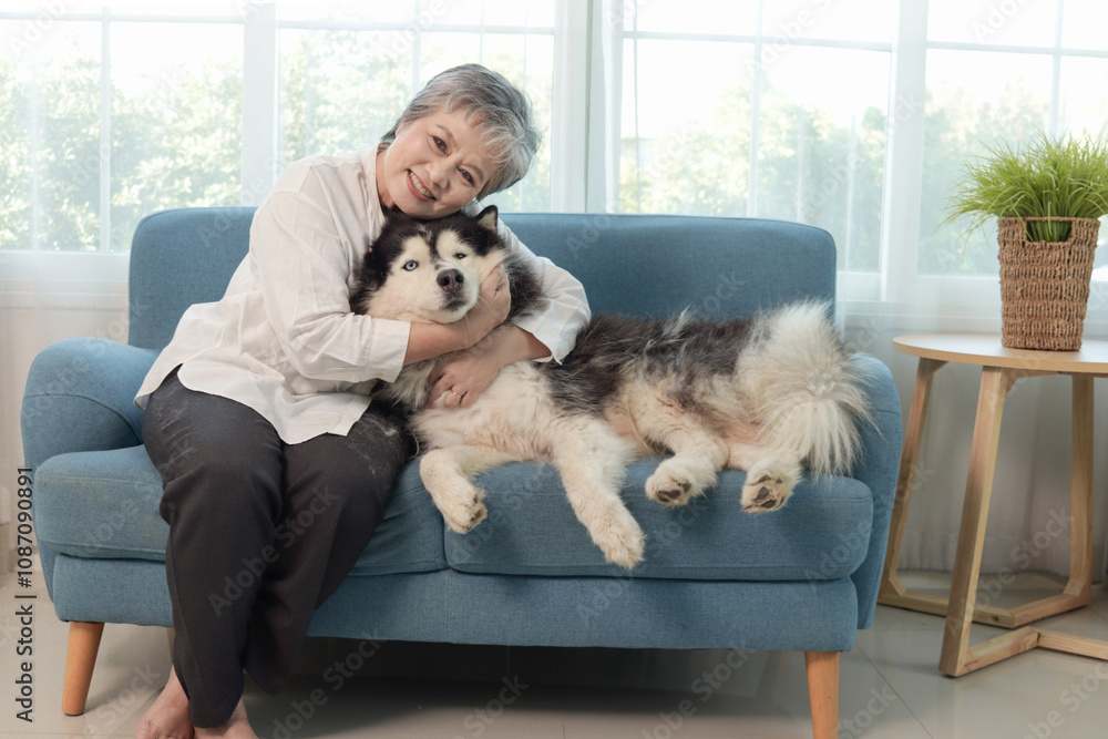 Happy Asian elderly woman sits on sofa couch plays with Siberian Husky dog and enjoying retirement in living room. Cheerful mature senior woman spending time together with her pet dog on sofa at home. Happy Asian elderly woman sits on sofa couch plays with Siberian Husky dog and enjoying retirement in living room. Cheerful mature senior woman spending time together with her pet dog on sofa at home.