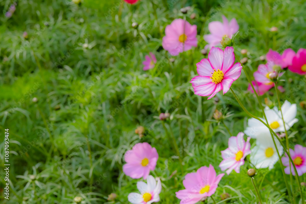 Colourful Cosmos flowers are blooming in the field