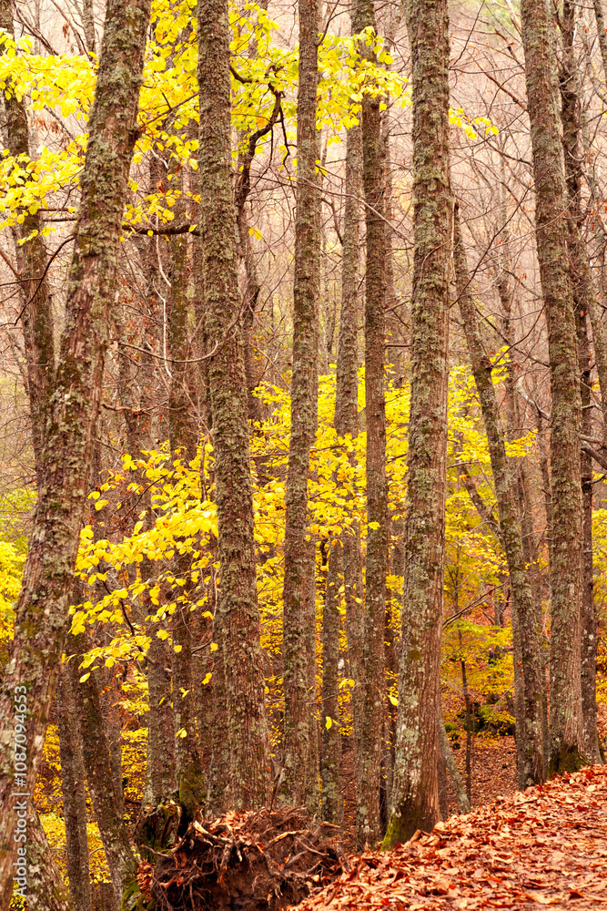 Fototapeta premium bosque otoñal