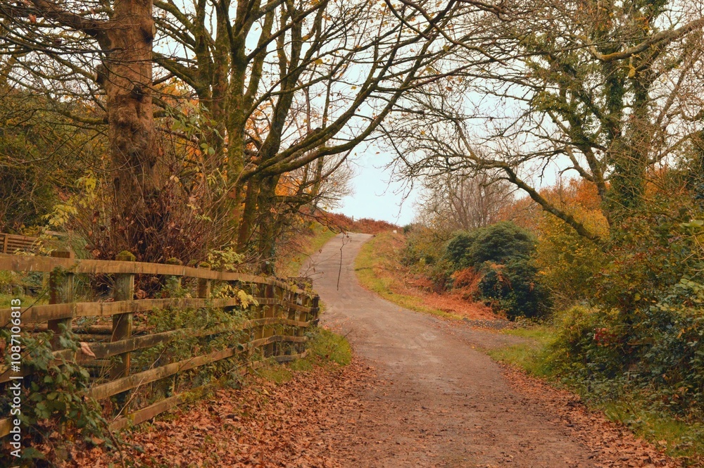 Rural Road Track With Trees and Autumn Leaves in Britain Rural Road Track With Trees and Autumn Leaves in Britain