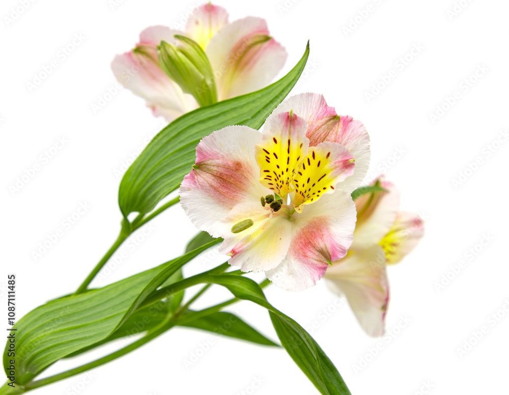 A single flower with a yellow center and pink petals A single flower with a yellow center and pink petals