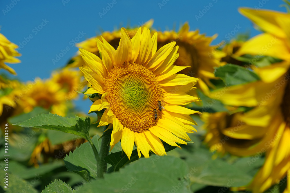 Two worker bees on beautiful sunflower. Field of beautiful sunflowers