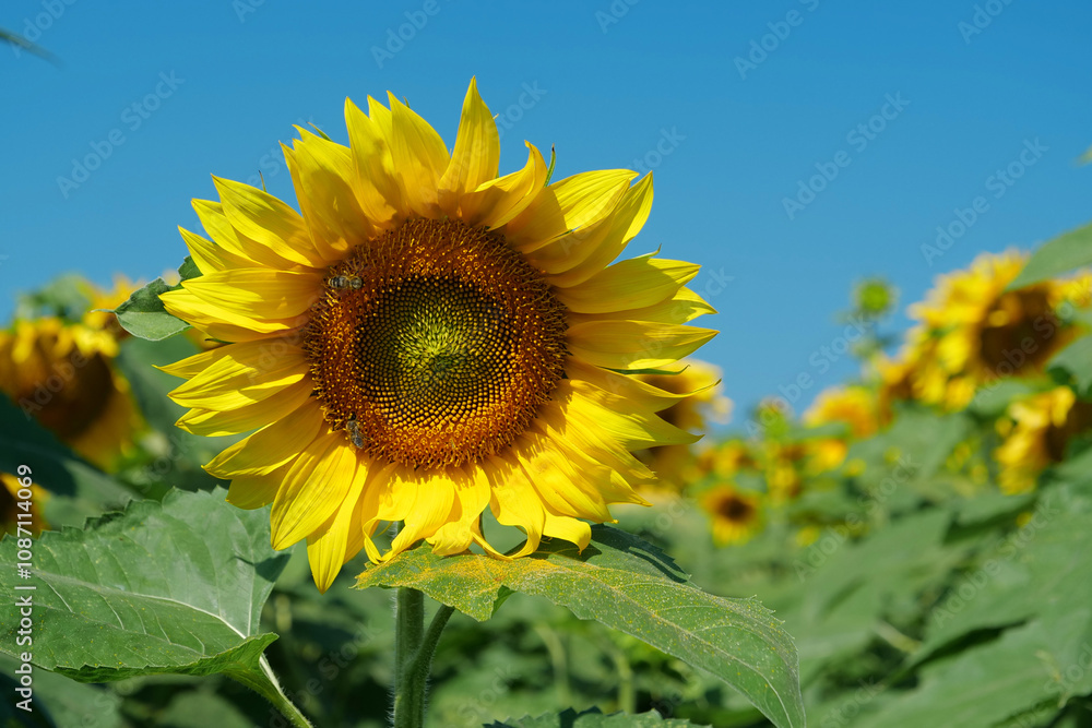 Field of beautiful sunflowers with many bees working. Bees are hard at work Field of beautiful sunflowers with many bees working. Bees are hard at work