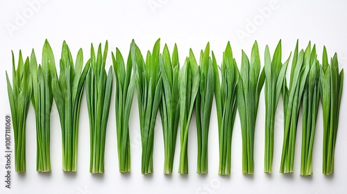 Isolated on white background bunch of chives with clean-cut ends arranged in parallel lines for a modern herb look and side empty space for text Stockphoto style photo