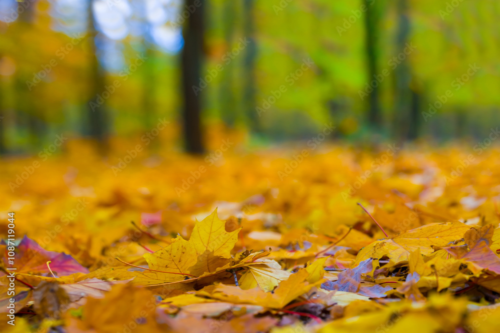 closeup maple grove covered by red dry leaves, beautiful autumn natural background closeup maple grove covered by red dry leaves, beautiful autumn natural background