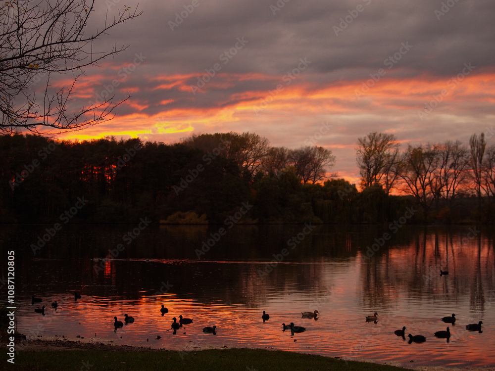 Naklejka premium Sunset with ducks in the river and forest in the background
