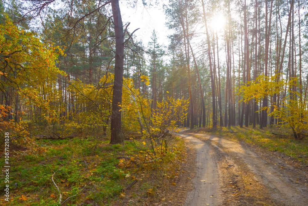 Φωτογραφία ground road in autumn forest  in light of sparkle sun, seasonal outdoor scene