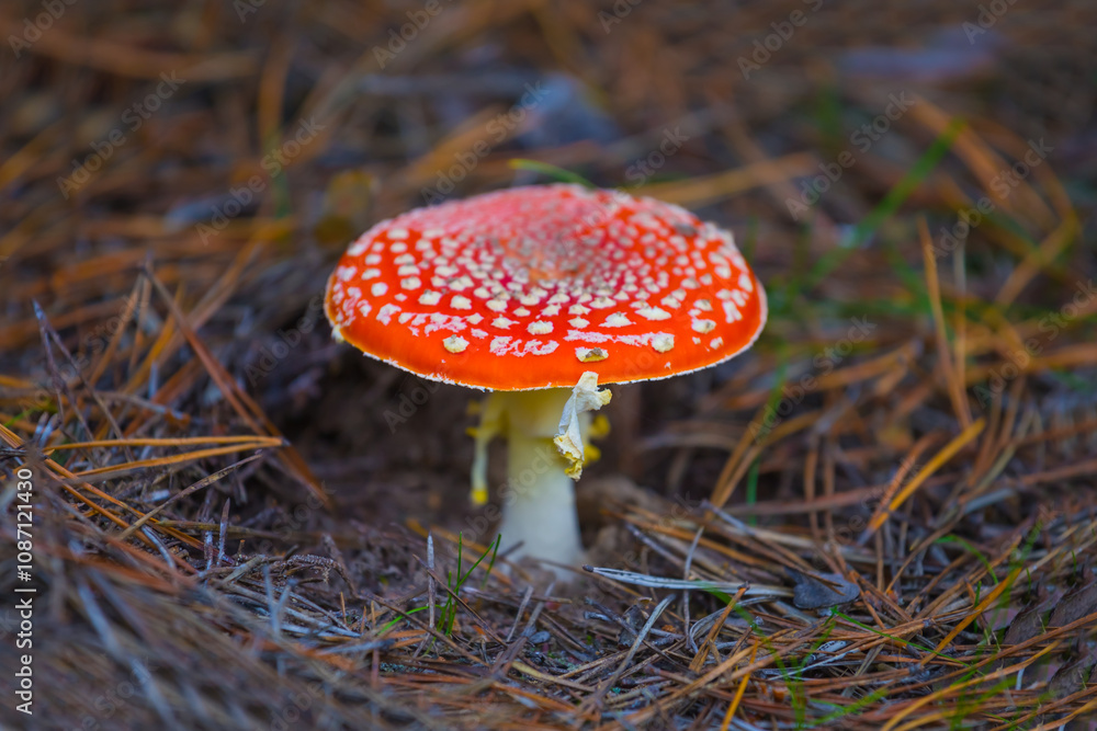 closeup red flyagaric mushroom in autumn forest closeup red flyagaric mushroom in autumn forest