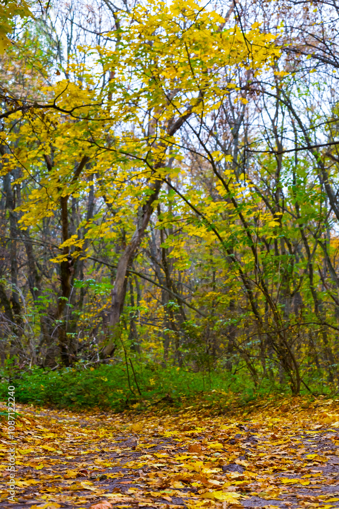 small grove covered by red dry autumn leaves, seasonal outdoor scene