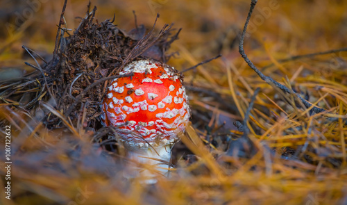 closeup red flyagaric mushroom in autumn forest photo