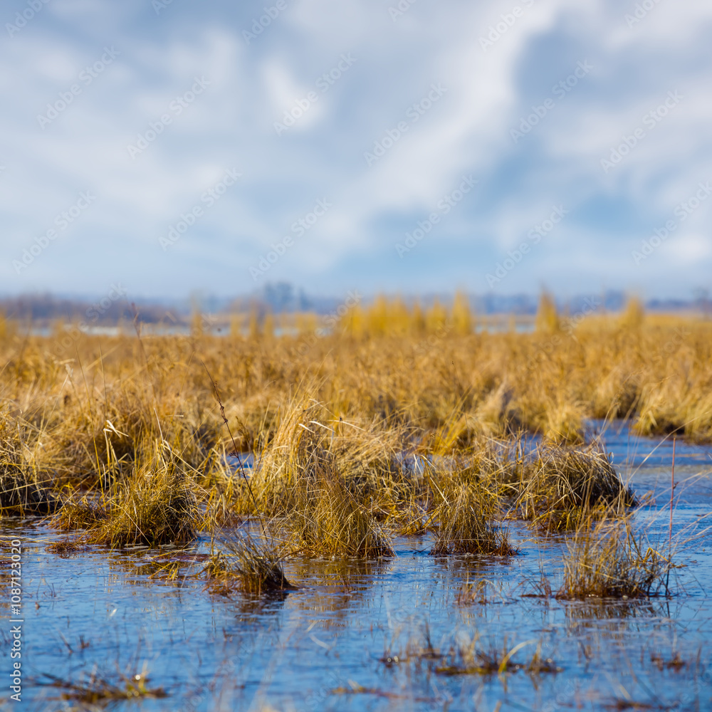 closeup flooded prairie under a blue cloudy sky closeup flooded prairie under a blue cloudy sky