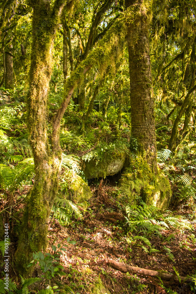 Sun bathed Araucaria moist forest (mixed ombrophilous forest) covered in moss - Sao Francisco de Paula, South of Brazil Sun bathed Araucaria moist forest (mixed ombrophilous forest) covered in moss - Sao Francisco de Paula, South of Brazil