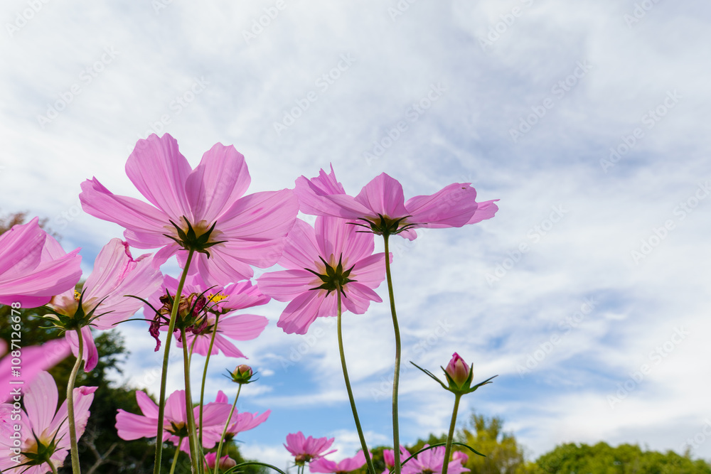 Pink Cosmos Flowers Under Blue Sky Pink Cosmos Flowers Under Blue Sky