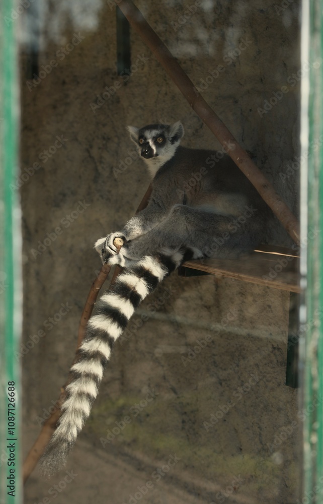 Obraz premium A lemur sits in the zoo