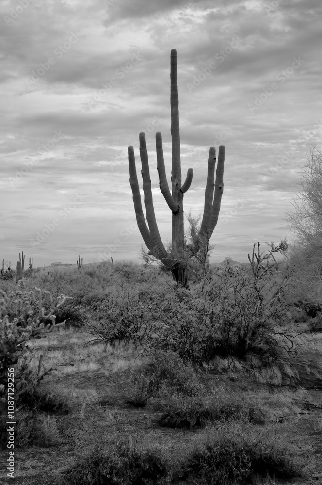 Sonora Desert Arizona in Infrared Sonora Desert Arizona in Infrared