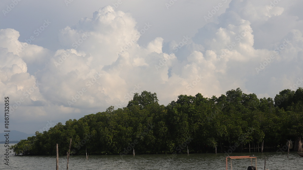 Mangrove plants in the coastal wildlife ecosystem. Tropical trees and plants grow in salt water Mangrove plants in the coastal wildlife ecosystem. Tropical trees and plants grow in salt water