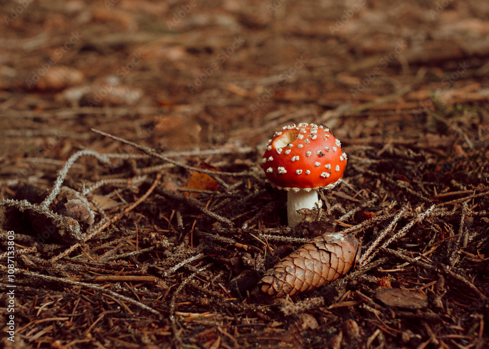 Fliegenpilz im Wald Fliegenpilz im Wald