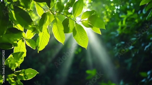 Lush Verdant Forest with Enchanting Sunlight Rays Streaming through the Canopy photo