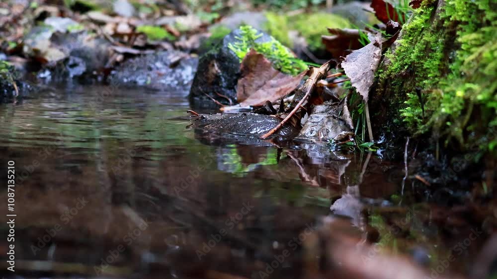 Close up video of crystal clear water running in mountain forest creek. Small water drops splashing, sunny spring day. 4k video