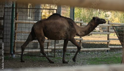 A one-humped camel poses in front of a photo camera in a zoo photo