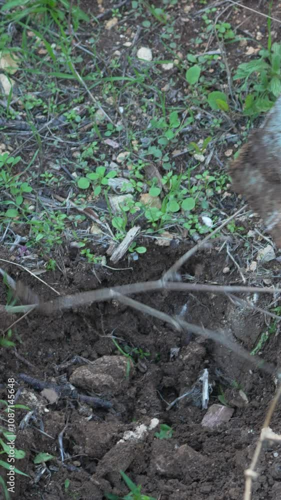 Shovel Garden Soil Planting: Close-up image of a shovel on electric power tool partially buried in the soil of a garden, ready for planting. Shovel Garden Soil Planting: Close-up image of a shovel on electric power tool partially buried in the soil of a garden, ready for planting.
