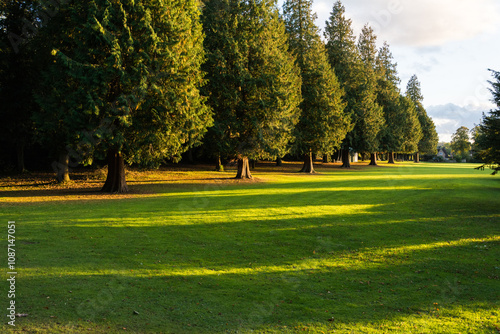 Row of trees at the Gaskell Recreation Ground (Linden Field) in Much Wenlock, Shropshire, UK, on a pleasant sunny day. photo