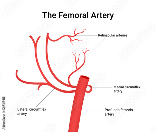Structure of Femoral Artery Anatomy